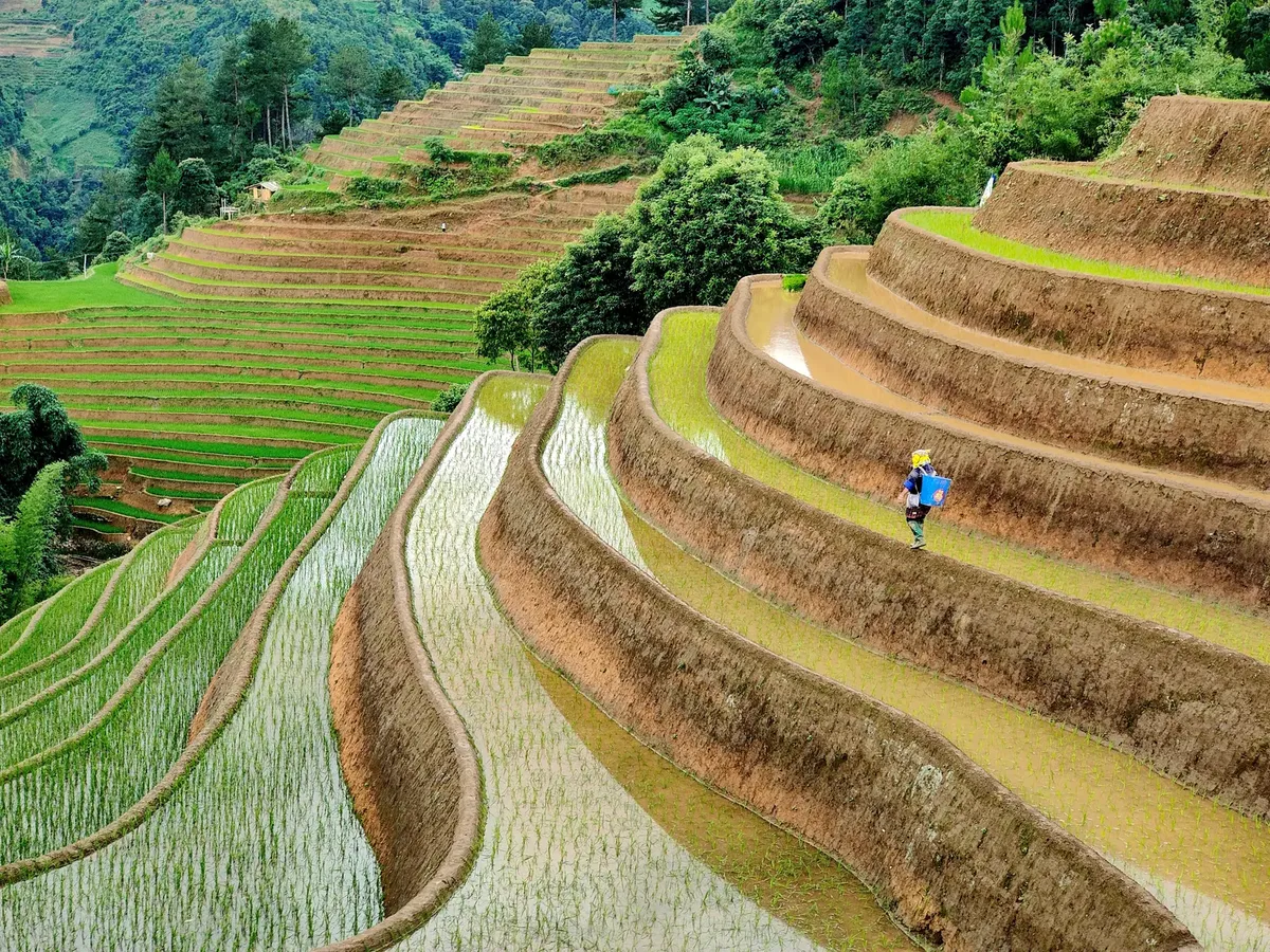 Vibrant terraced rice fields with a worker in traditional attire showcasing agricultural beauty.
